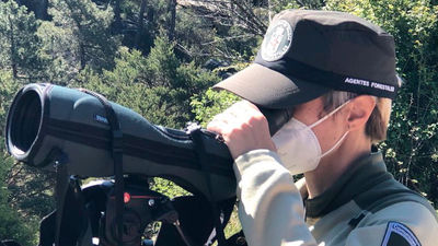 Agentes forestales sacan adelante cien crías de buitre leonado en La Pedriza