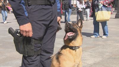 Así entrenan a los perros policía como Koka en la Unidad Canina