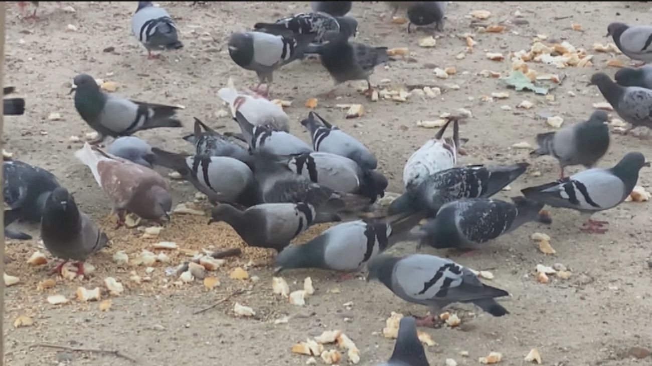 El barrio de Delicias, invadido por palomas por culpa de una vecina que las alimenta: "Esto es insalubre"