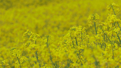 Los impresionantes campos amarillos de colza, una planta que aún arrastra su ‘mala fama’