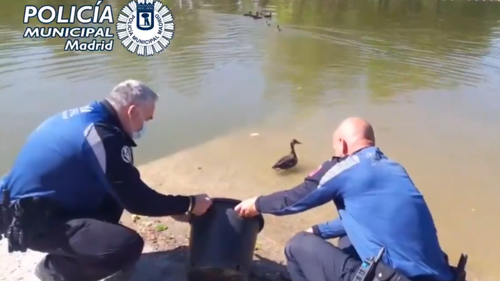 La policía libera en el Lago de la Casa de Campo varios patos robados