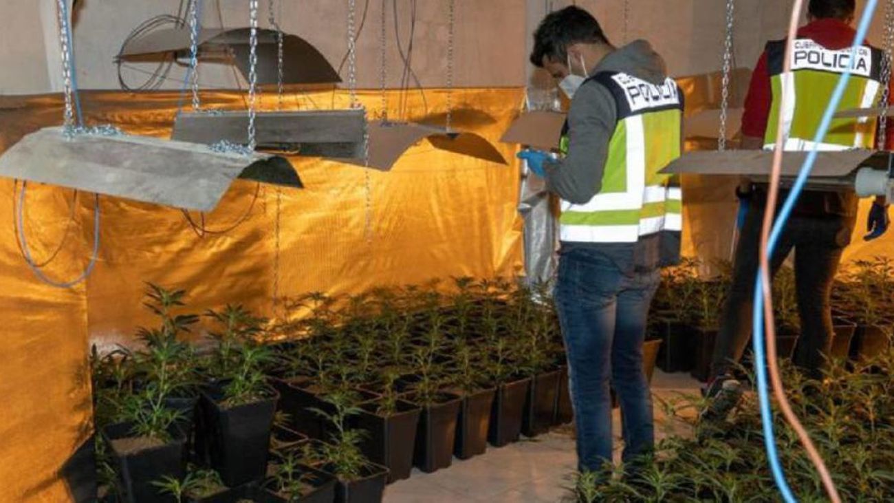 Plantación de marihuana incautada