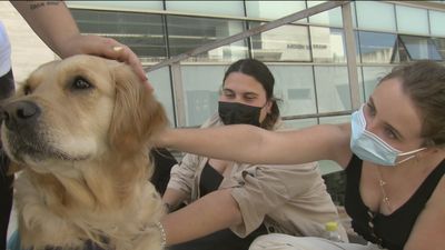 Terapia con perros ‘antiestrés’ para quitar la ansiedad a los estudiantes en los exámenes finales