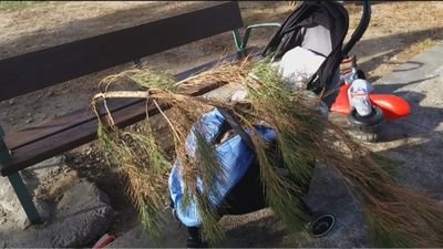 Una madre y su hijo se salvan por segundos de la caída de una rama sobre el banco en el que se sentaban