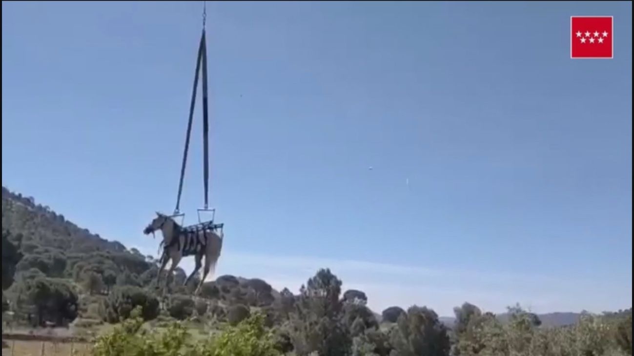 Los bomberos rescatan un caballo que cayó a un foso lleno de agua en Valdemaqueda