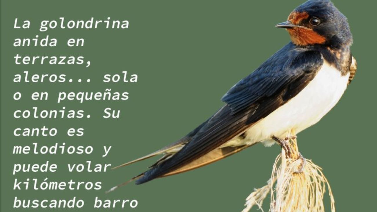 Ecologistas en Acción sensibiliza sobre la importancia de las aves migratorias con la campaña ‘Las tres mosquiteras’