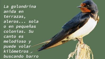 Ecologistas en Acción sensibiliza sobre la importancia de las aves migratorias con la campaña ‘Las tres mosquiteras’