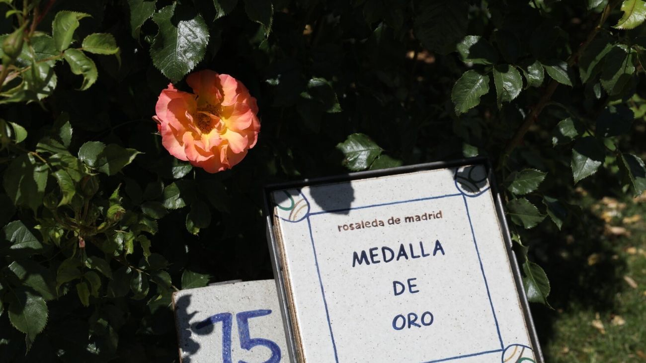 Una rosa trepadora francesa gana el Concurso Internacional 'Villa de Madrid'