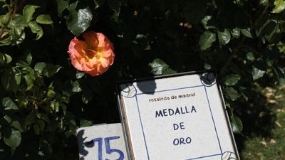 Una rosa trepadora francesa gana el Concurso Internacional 'Villa de Madrid'