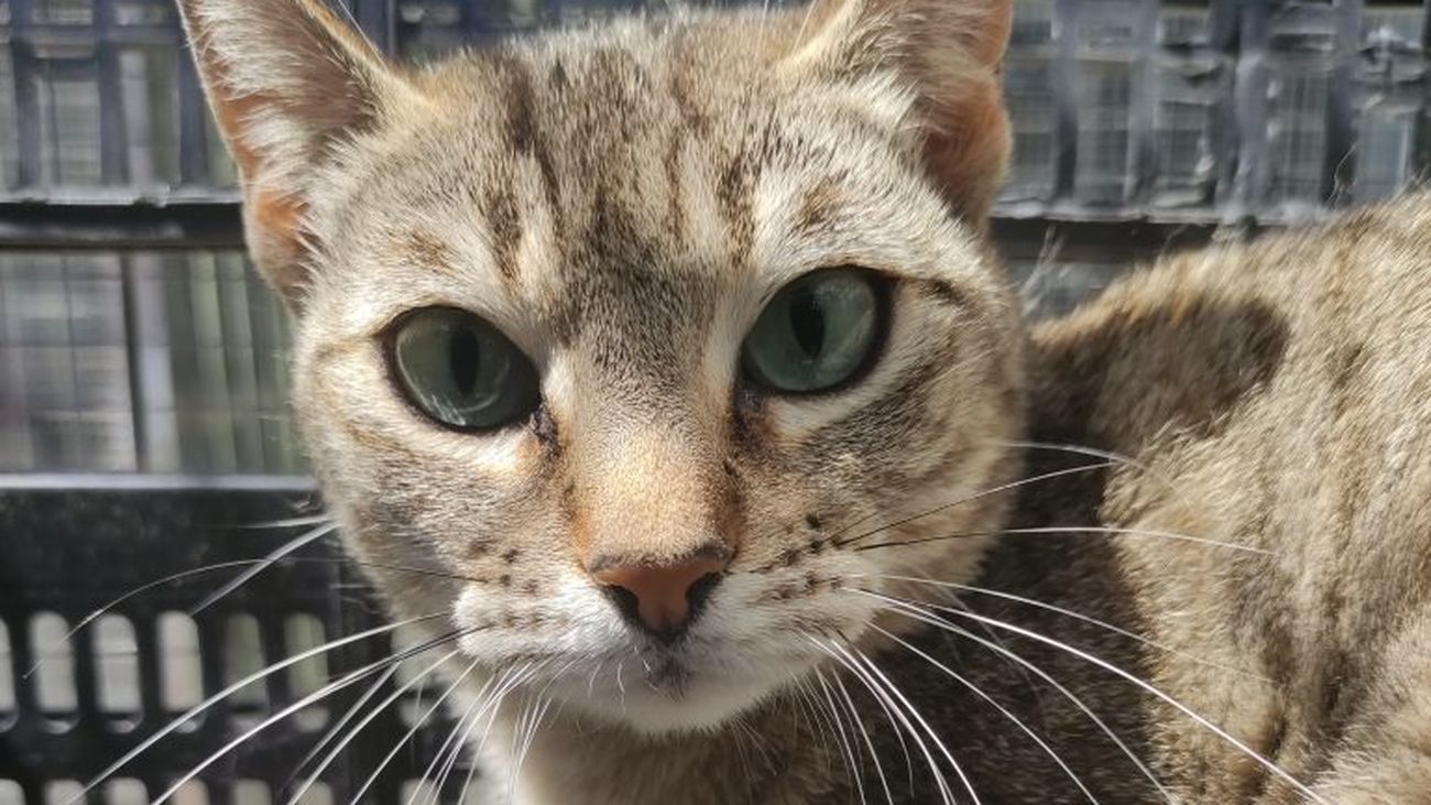 El centro canino  de Majadahonda consigue 127 adopciones de mascotas en un año