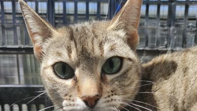 El centro canino  de Majadahonda consigue 127 adopciones de mascotas en un año