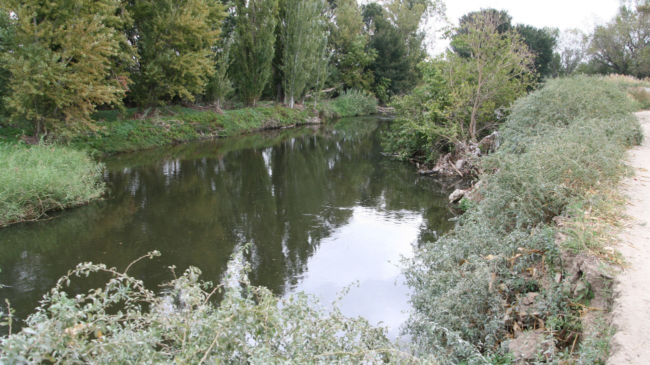 La FEMP premia a Getafe por 'Proyecto Alba', que busca crear un bosque autóctono