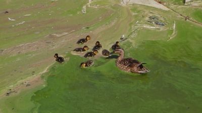 Los vecinos de Getafe denuncian el agua contaminada del Parque de la Alhóndiga