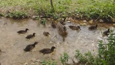 La historia de los patitos más famosos de Perales de Tajuña que no te dejará indiferente