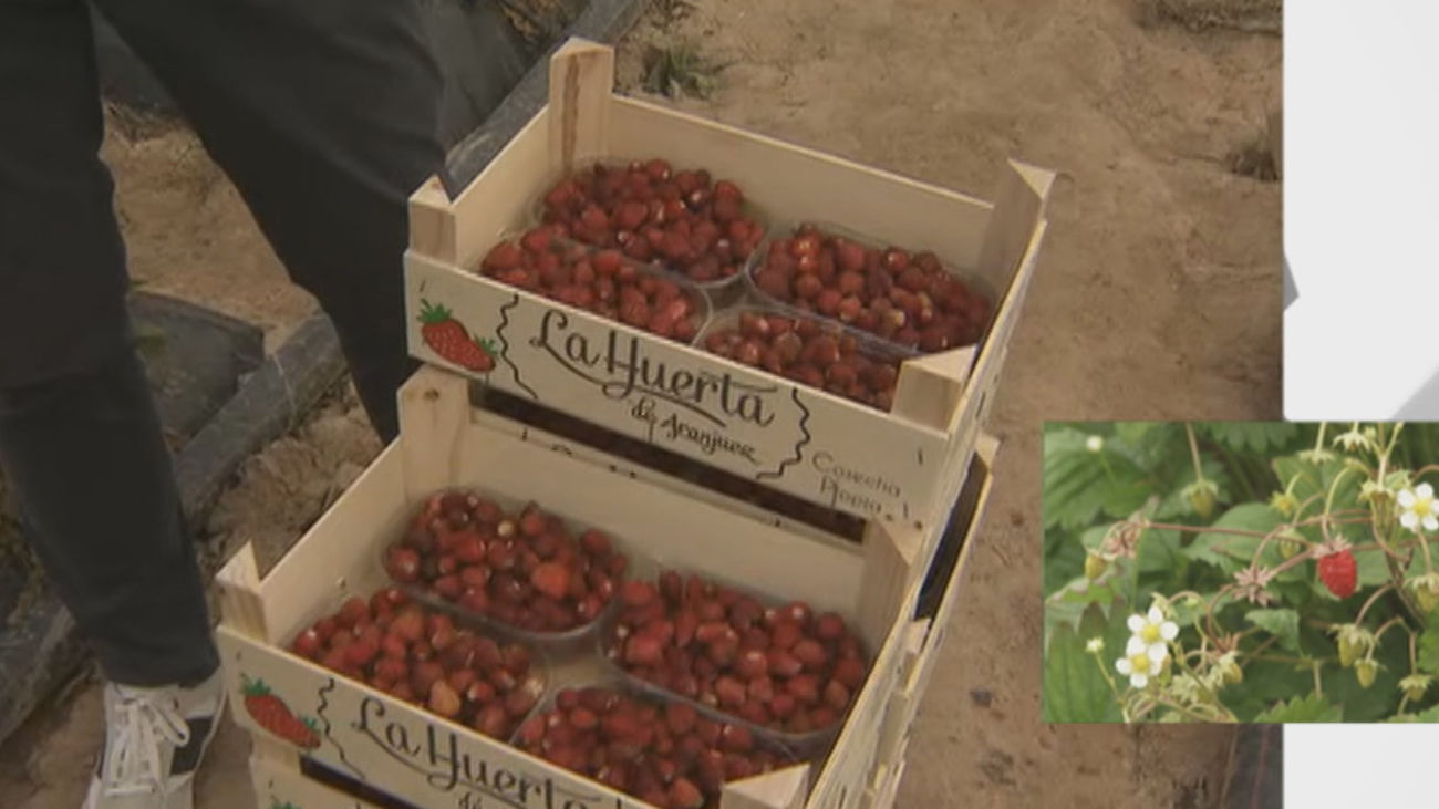 Las fresas de Aranjuez, en pleno proceso de recogida