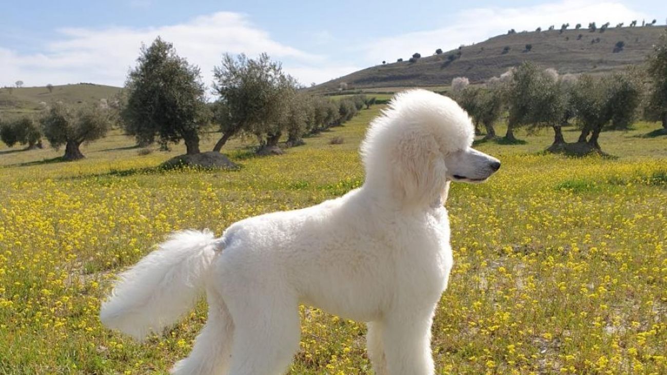 Ejemplar de caniche gigante