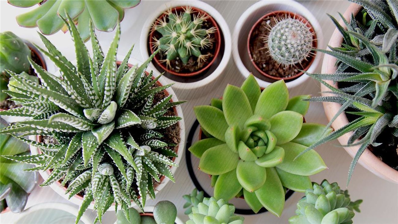 ¿Cómo cuido las plantas en verano?