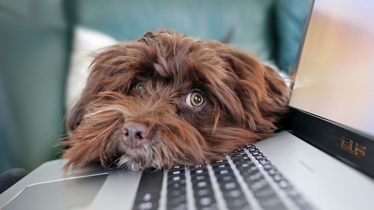 ¿Cuál es la personalidad de tu perro? Mídela con este test de “perronalidad”