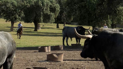 Las ganaderías taurinas, en crisis por la pandemia