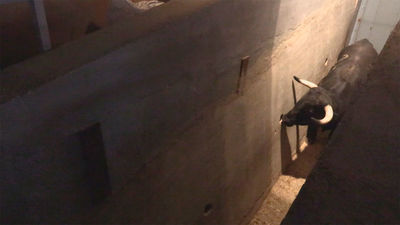 Mi cámara y yo: Vuelven los toros