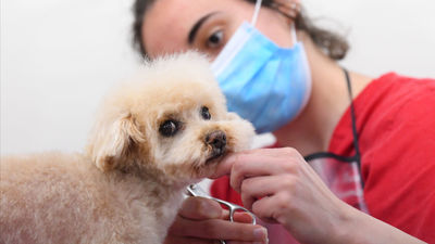"Los perros y gatos están llevando la covid mucho mejor que las personas"