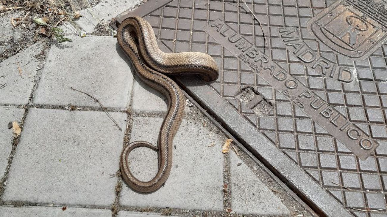 Culebra atrapada en un registro de alumbrado público