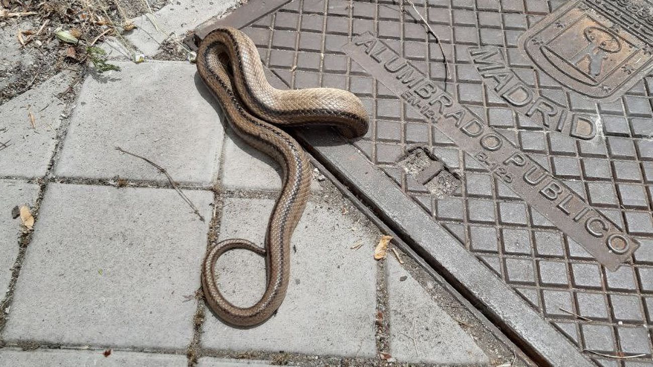 No, las serpientes que habitan en la Comunidad de Madrid no son peligrosas