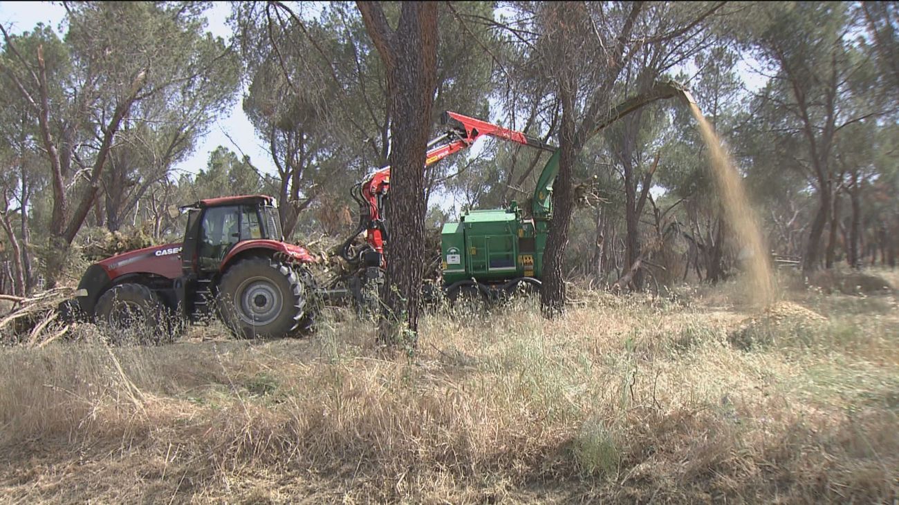 Retiran los peligrosos restos de 'Filomena' en el Monte de El Pardo para evitar incendios