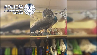 Un pavo real la lía en una tienda de Lavapiés