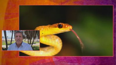 Estos son los animales que pueden predecir un terremoto