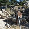 800 ovejas y 100 cabras trashumantes cruzan este fin de semana Madrid