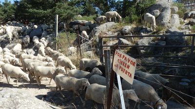 800 ovejas y 100 cabras trashumantes cruzan Madrid