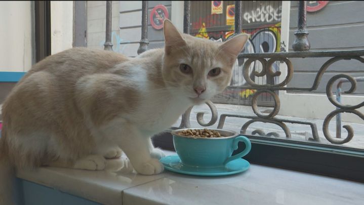 Se ha ordenado hacer una necropsia a varios de los gatos para confirmar que el cuerpo fue mordisqueado por sus mascotas / Telemadrid