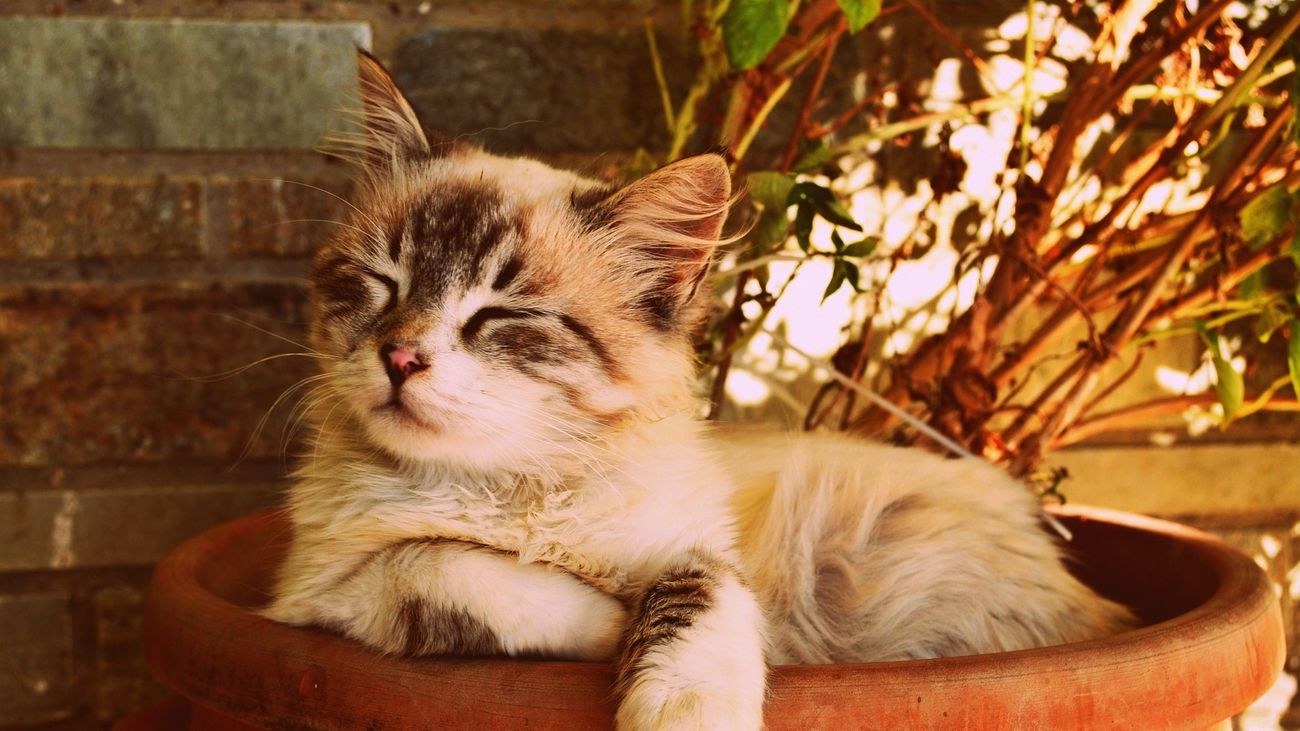 Detenida la presunta estafadora de la adopción de gatos por Internet