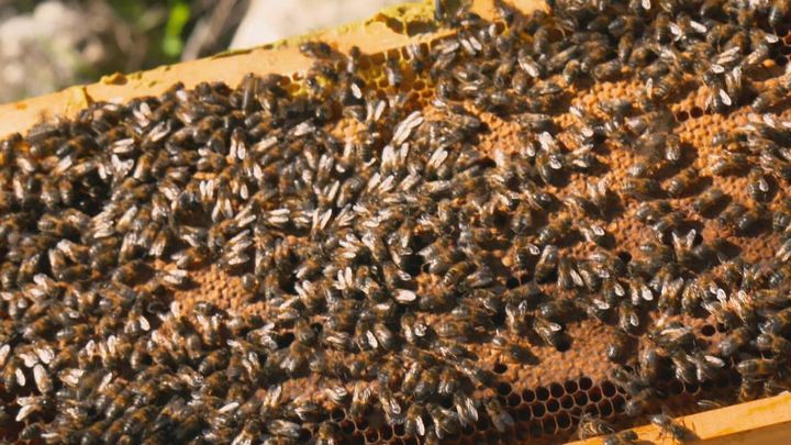 ¿Cómo elaboran la miel las abejas?