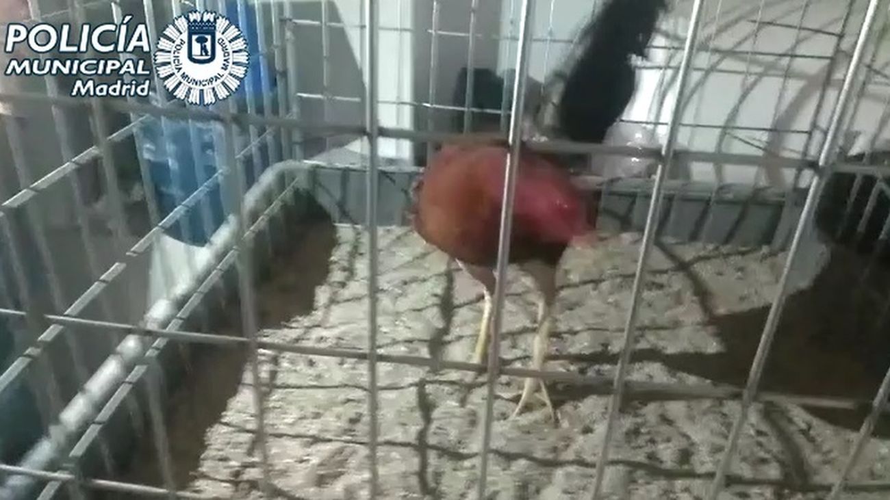 Gallo de pelea en el interior de su jaula