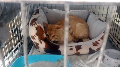 Detenidas tres personas que estafaban a través de internet con falsas adopciones de gatos