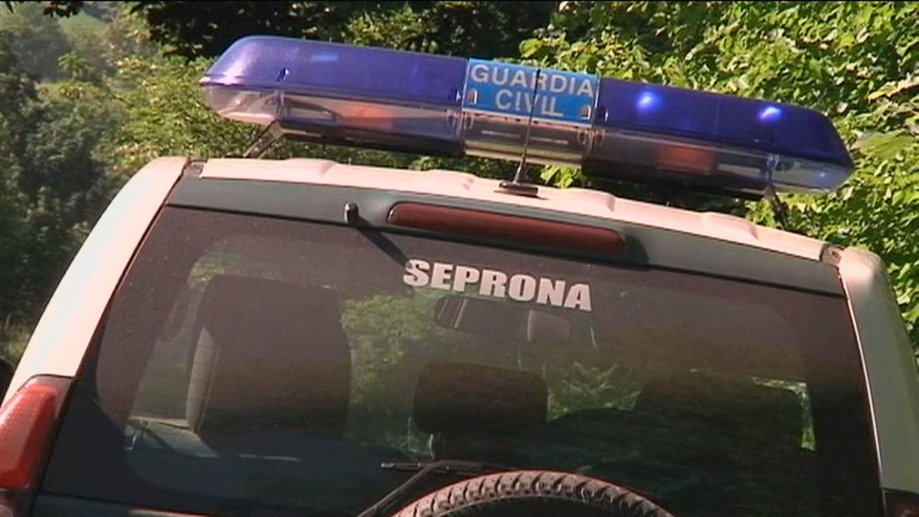 Herida grave una mujer de 75 años tras el ataque de un oso en Asturias