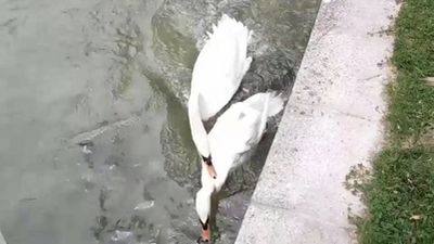 Encuentran muertos a un cisne y una oca en Tres Cantos, víctimas de la gripe aviar