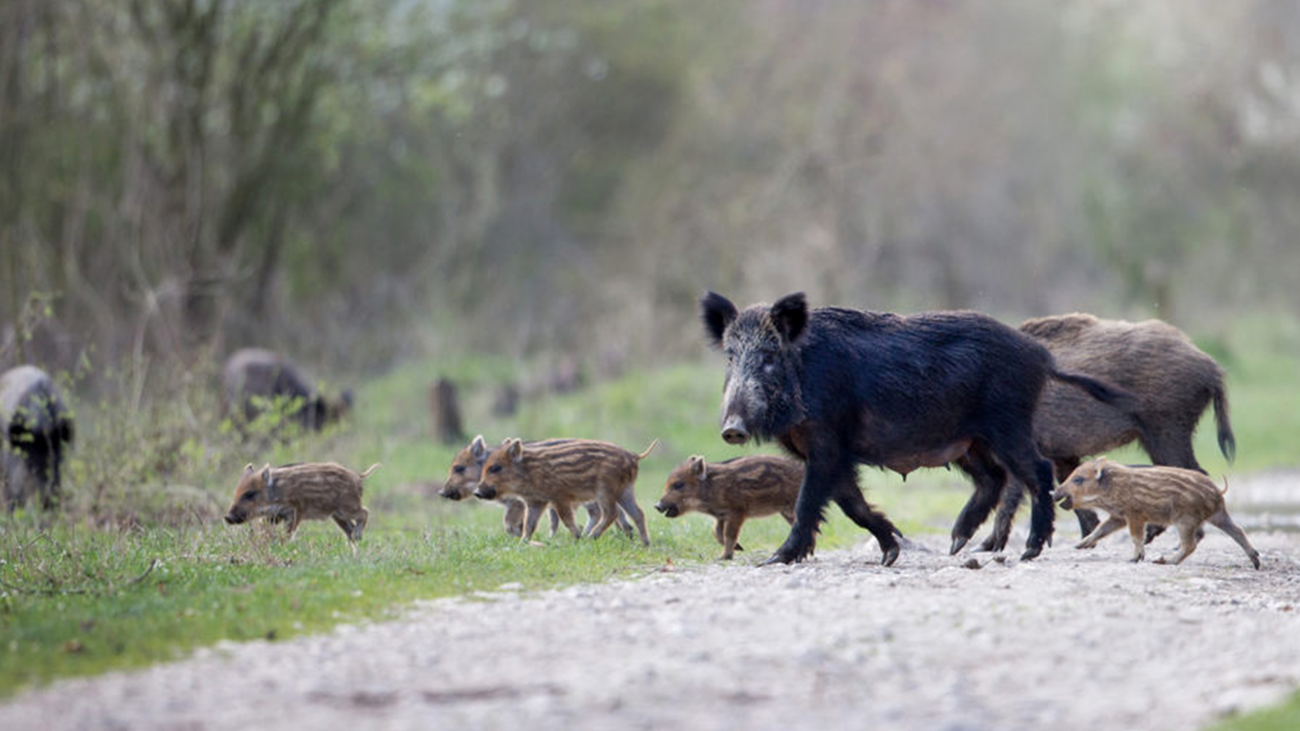 Colmenar Viejo cazará jabalíes este miércoles por motivos de bioseguridad