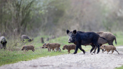 Rescatada una jabalí y sus jabatos junto a la Universidad Autónoma de Madrid