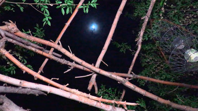 La experiencia de dormir en un nido como un pájaro