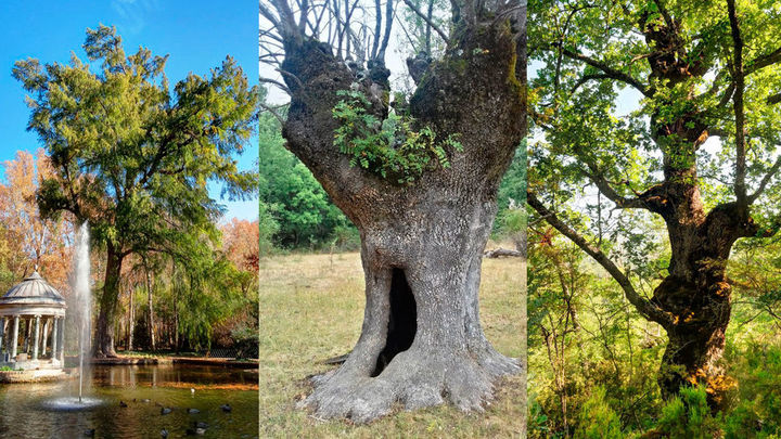 Dónde están los árboles más ancianos de Madrid