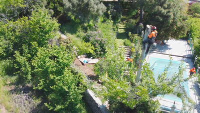 Así es la arriesgada profesión de poda en altura