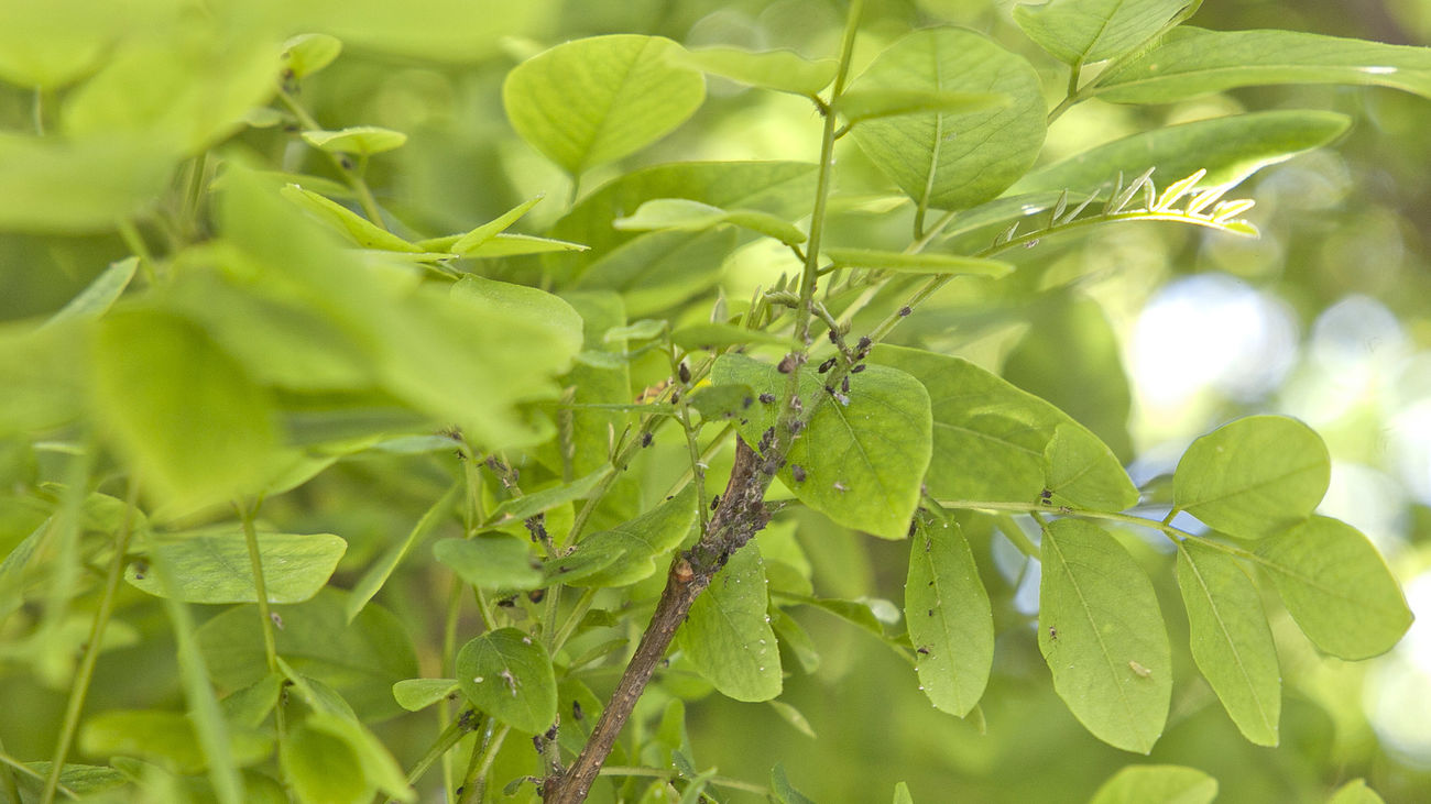 Buenos Días Madrid 02.06.2021 (10.30 - 11.30)