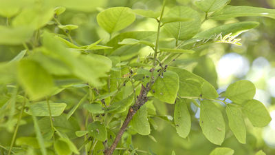 Buenos Días Madrid 02.06.2021 (10.30 - 11.30)