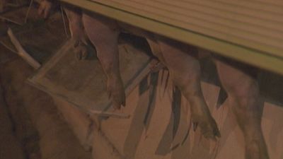 Cortada la A-2 durante varias horas tras el vuelco de un camión cargado de cerdos