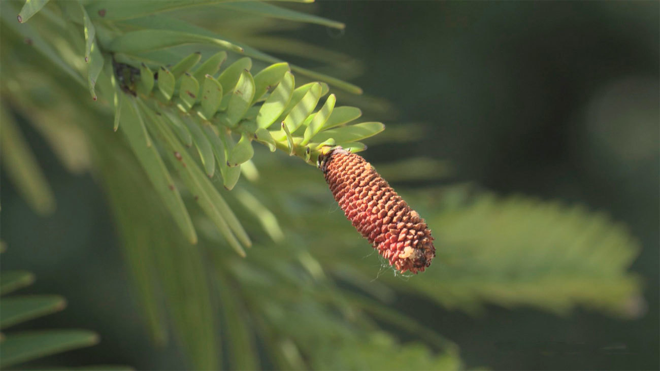 El árbol del que comían los dinosaurios está en El Retiro