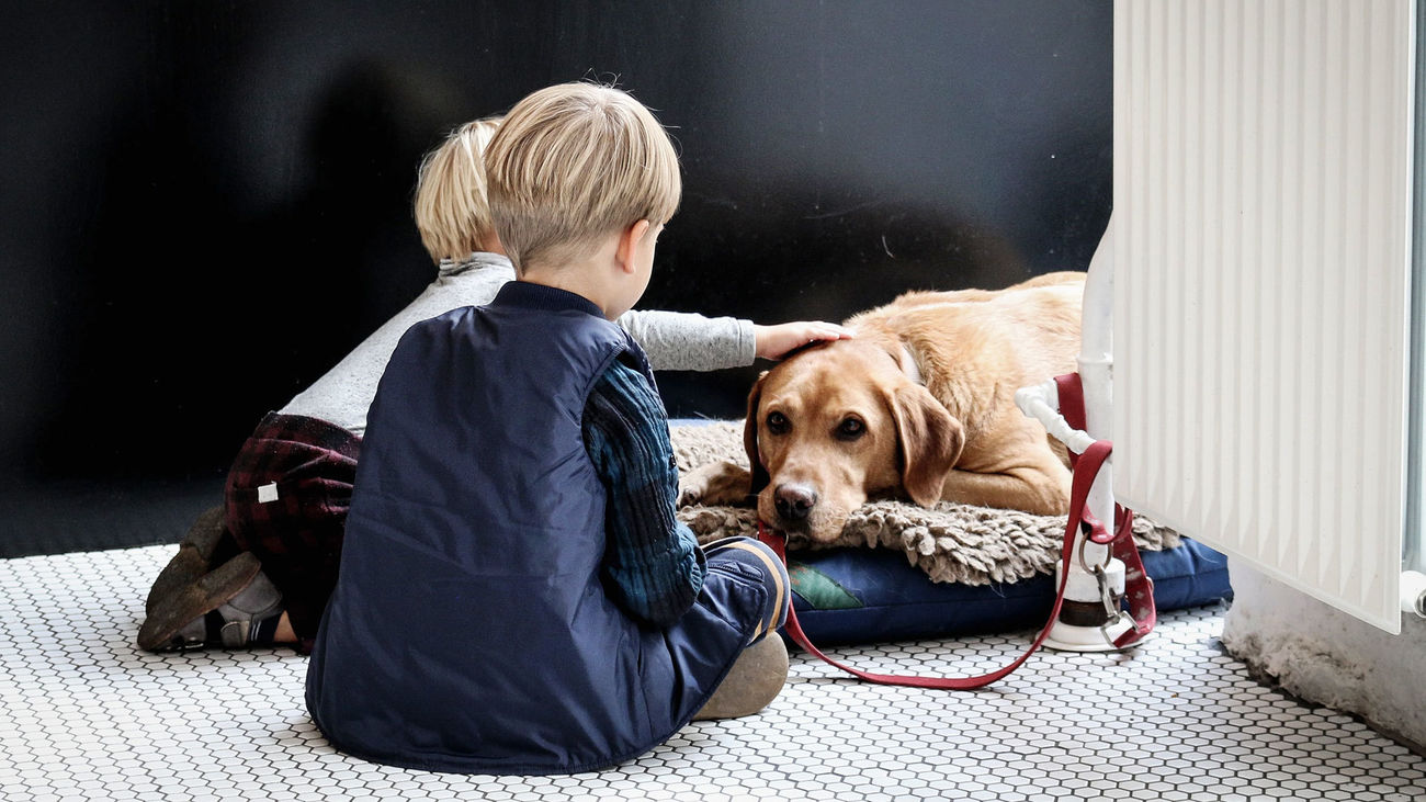 Vacunar de la covid a las mascotas o no, esa es la cuestión