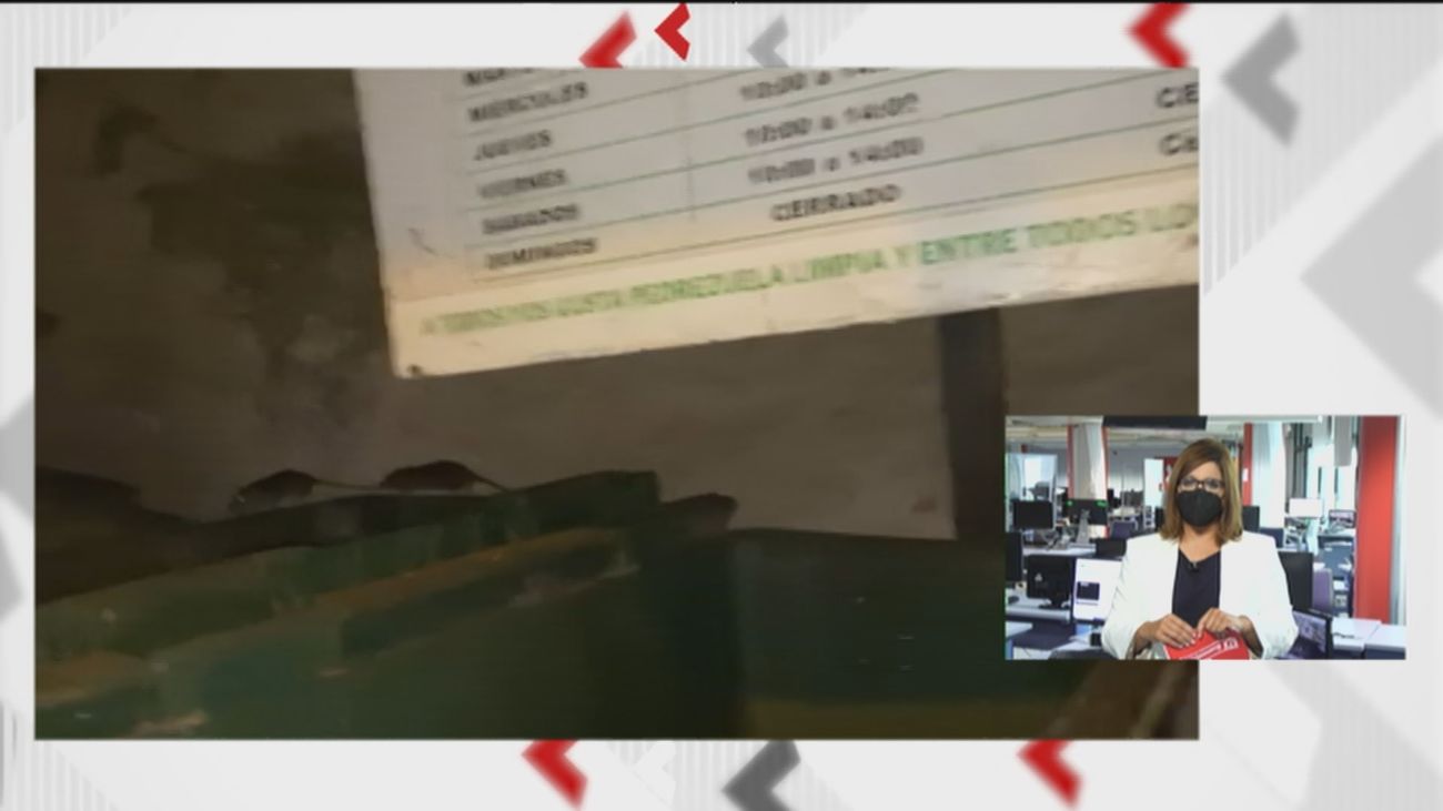 Invasión de ratas gigantes en Pedrezuela: "Parece el flautista de Hamelín"